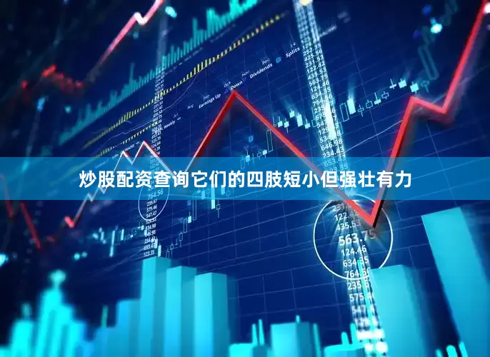 炒股配资查询它们的四肢短小但强壮有力